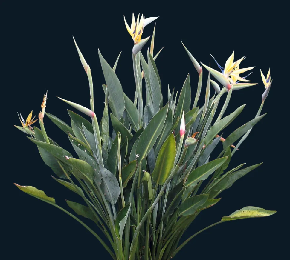 Wird die Paradiesvogelblume die Monstera deliciosa in unseren Wohnungen vom Thron stoßen? Foto von Bouzid27 / Deviantart