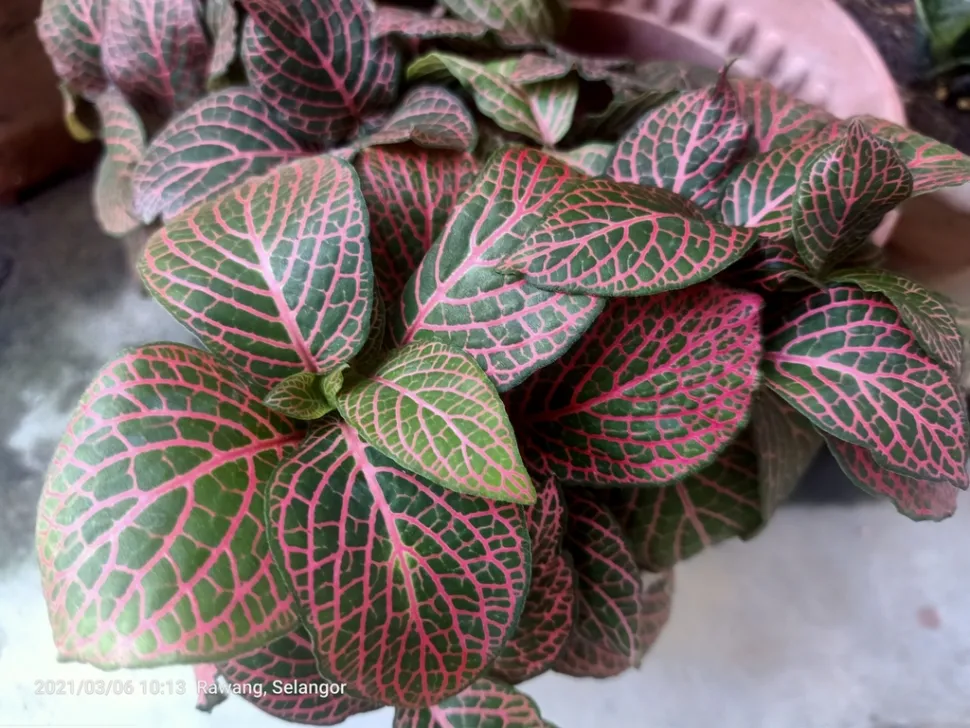 Las venas rosas convierten las hojas de la Fittonia en un laberinto - Foto de Ong Jyh Seng / Inaturalist