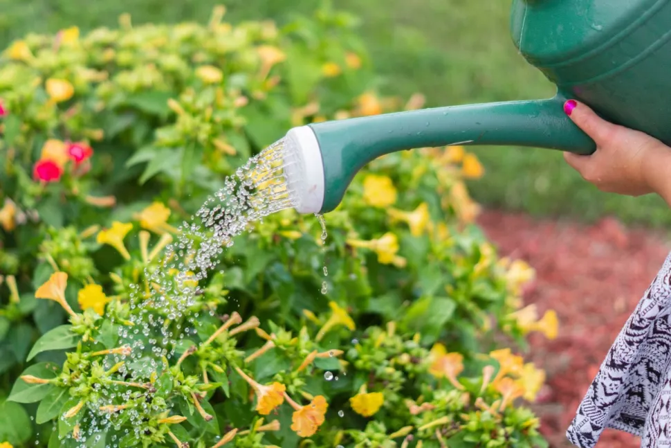 Niente acqua, niente fiori!