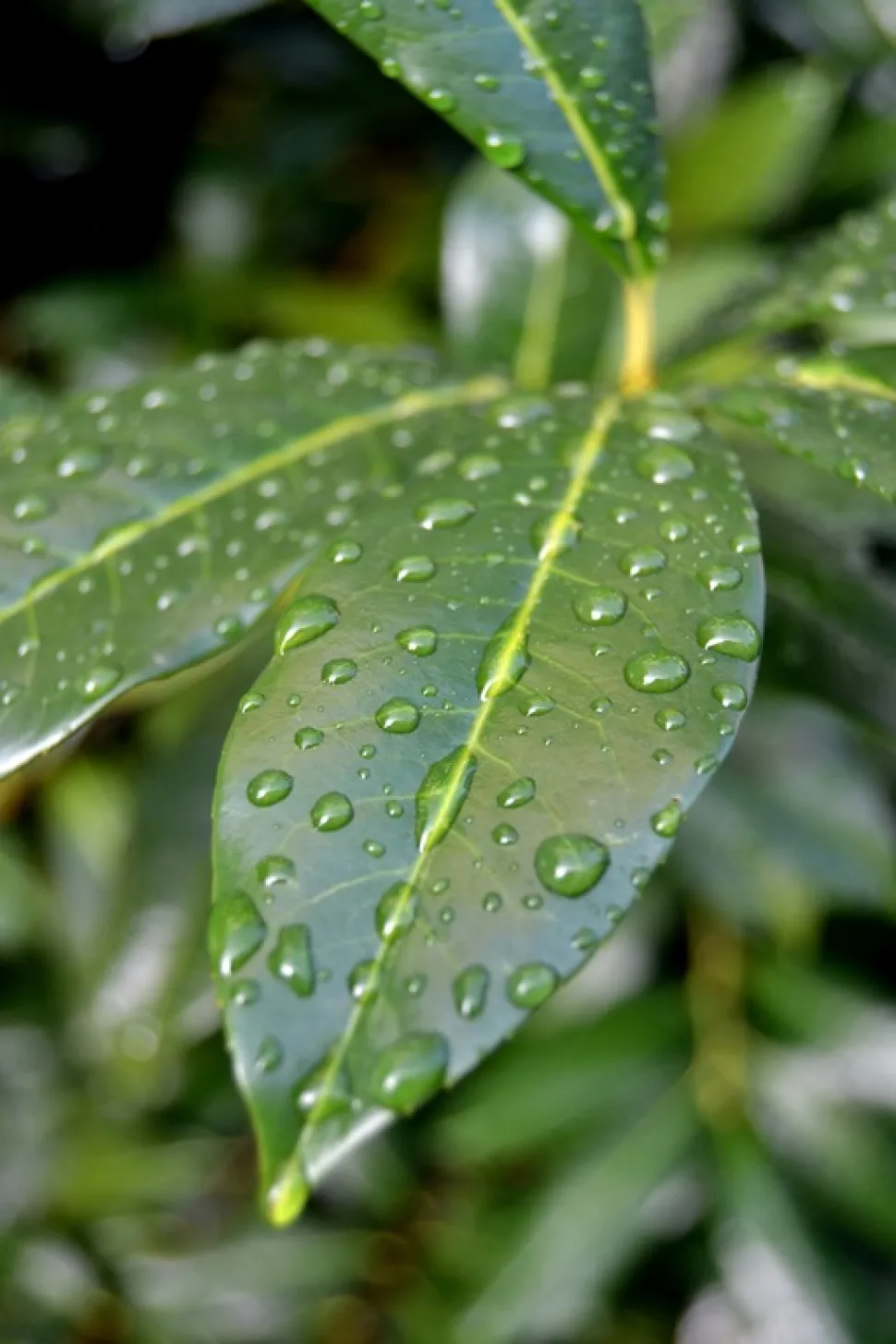 Le gocce d'acqua sul fogliame sono innocue