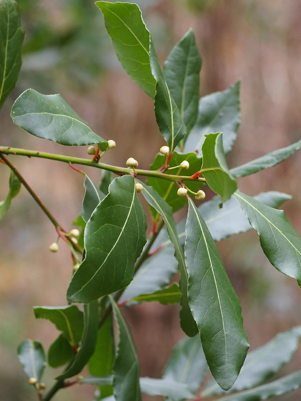 El laurel salsero puede alcanzar más de seis metros de altura. ¡Es mejor plantarlo en un jardín que en un balcón! Foto de JGalaxy /iNaturalist