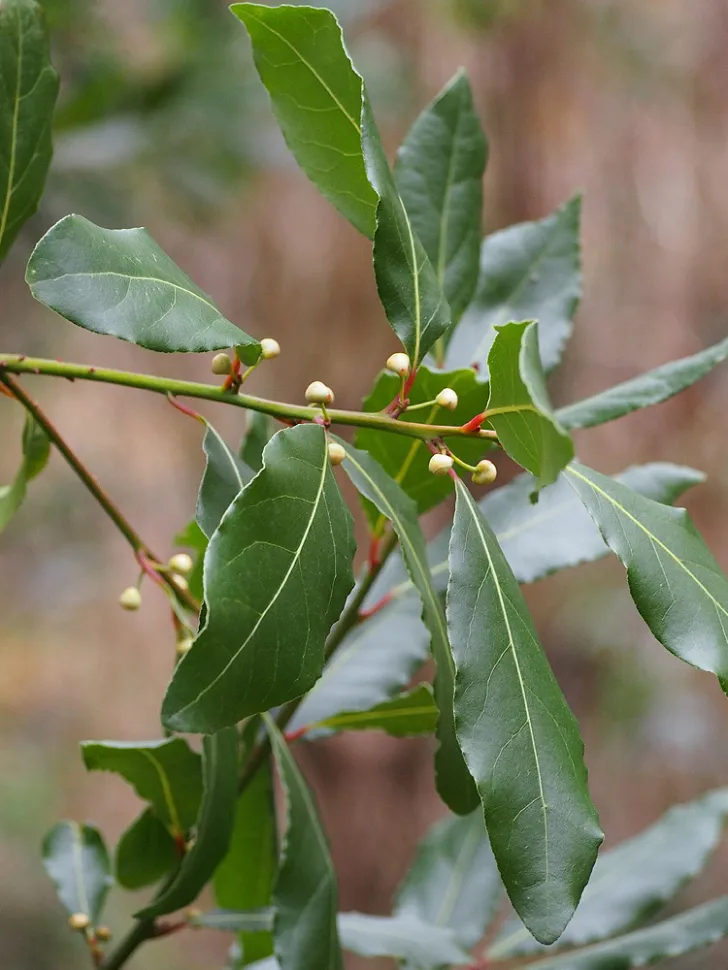 O louro-nobre pode ultrapassar os seis metros de altura. É melhor plantá-lo num jardim do que numa varanda! Foto de JGalaxy /iNaturalist
