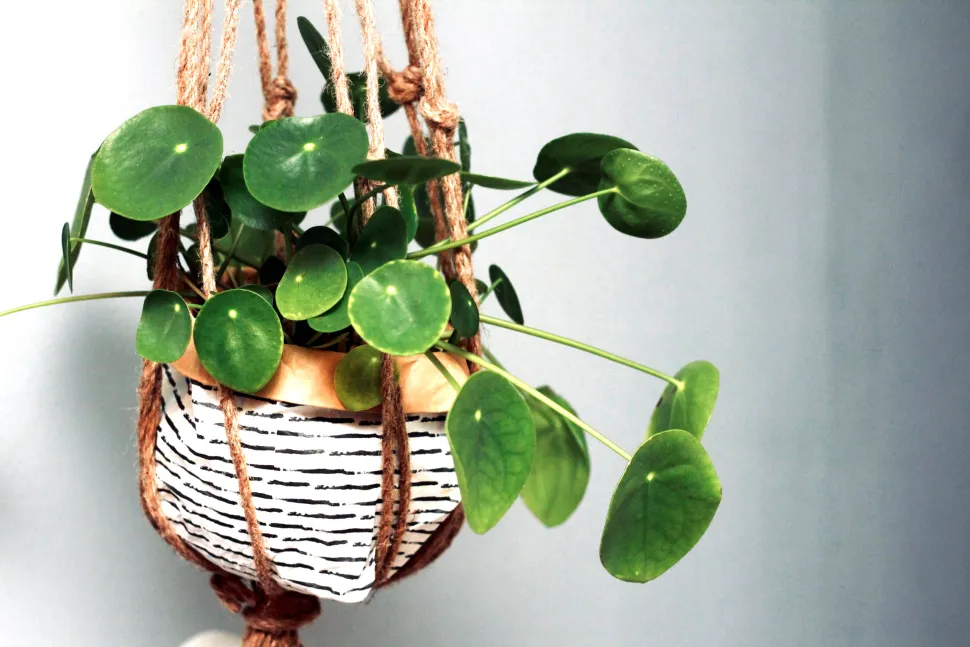 Möge Ihr Bankkonto mit der Geschwindigkeit der Pilea peperomioides wachsen - Foto von Sven Brandsma / Unsplash