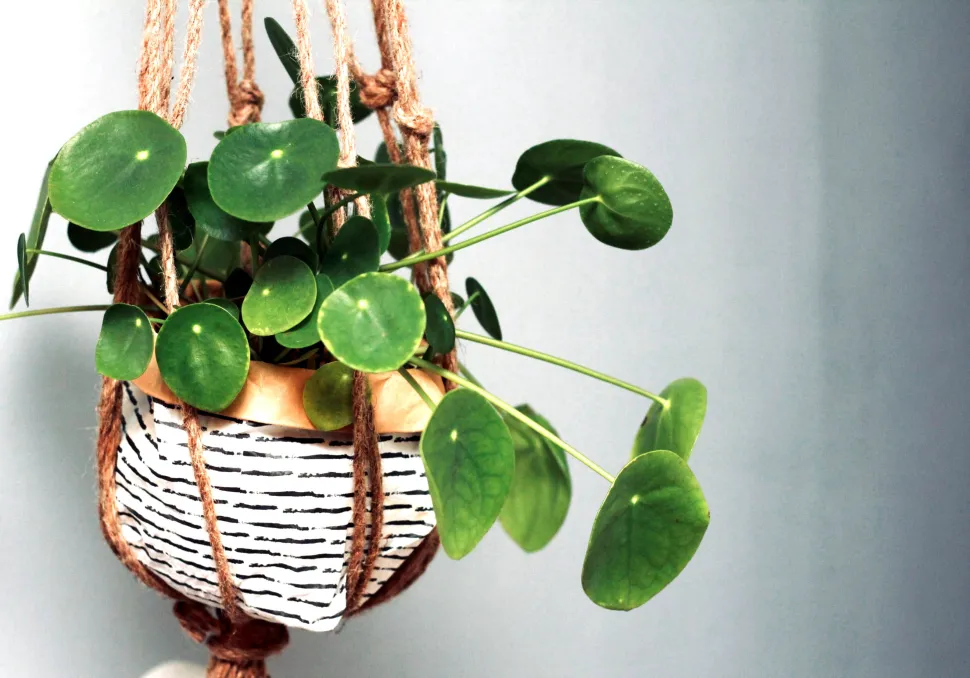 Ojalá tu cuenta bancaria creciera a la velocidad de la Pilea peperomioides – Foto de Sven Brandsma / Unsplash