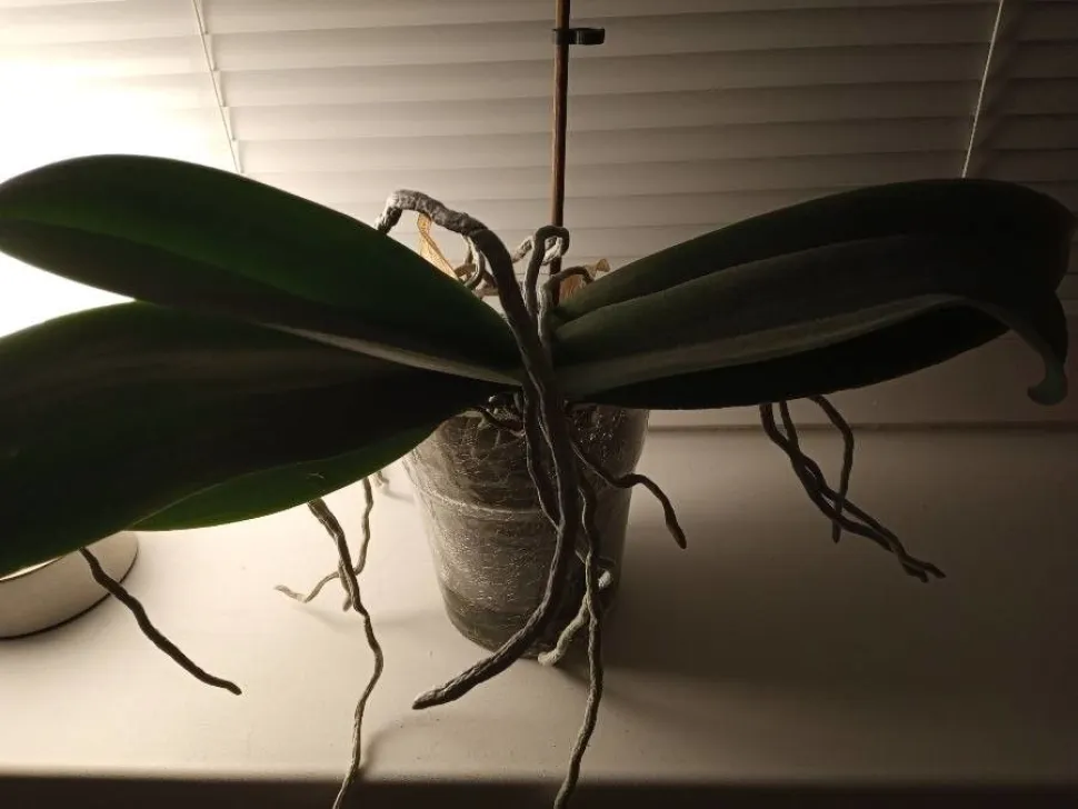 Ihre Orchidee kann ohne Licht nicht blühen - Foto von Andrea P. / Plantnet