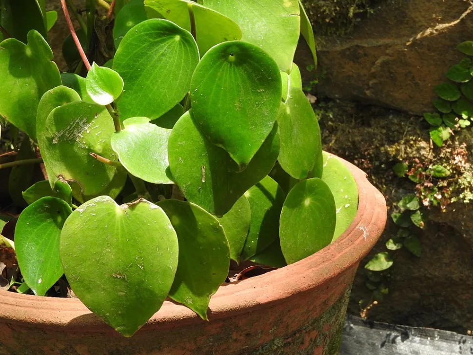 Die Peperomia Raindrop sieht der chinesischen Geldpflanze wie aus dem Gesicht geschnitten – Foto von Yercaud Elango / Wikipedia