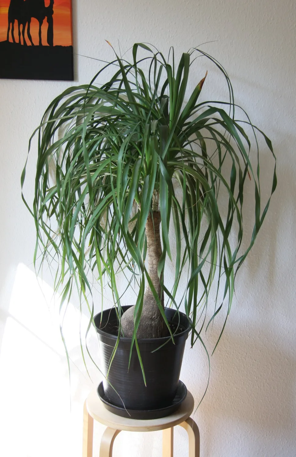 Denne Beaucarnea recurvata ligner fætter Machin - Foto af Maja Dumat / Flickr