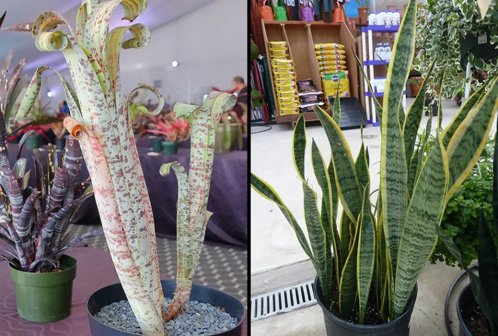 À esquerda, Quesnelia marmorata (Foto de K.M / Flickr)* À direita, Sansevieria trifasciata (Foto de NC State extension gardener / Flickr)