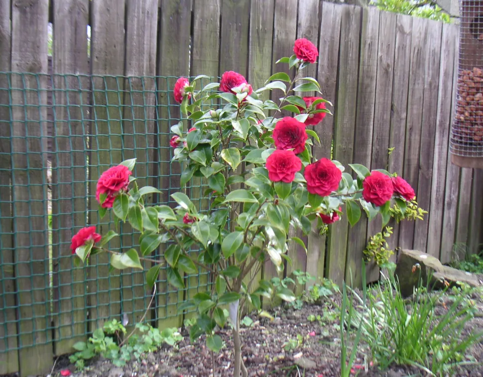 Si la planta es lo bastante resistente, plántala en el suelo, como esta Camelia - Foto de David Smith /Flickr