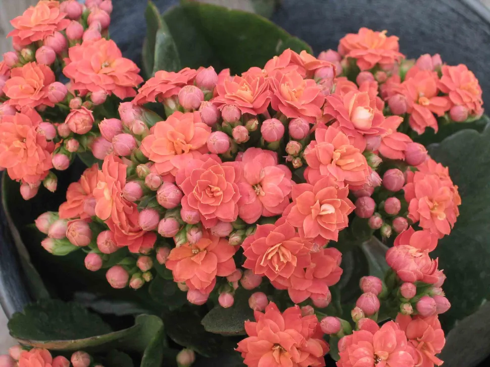 Indendørs blomstrer Blossfeld Kalanchoe om foråret og vinteren - Foto: HQ Flower Guide / Flickr