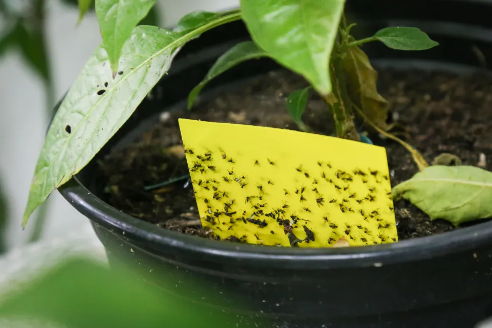 The yellow sticky trap - it's ugly, but it works - Photo by Maja Dumat / Flickr