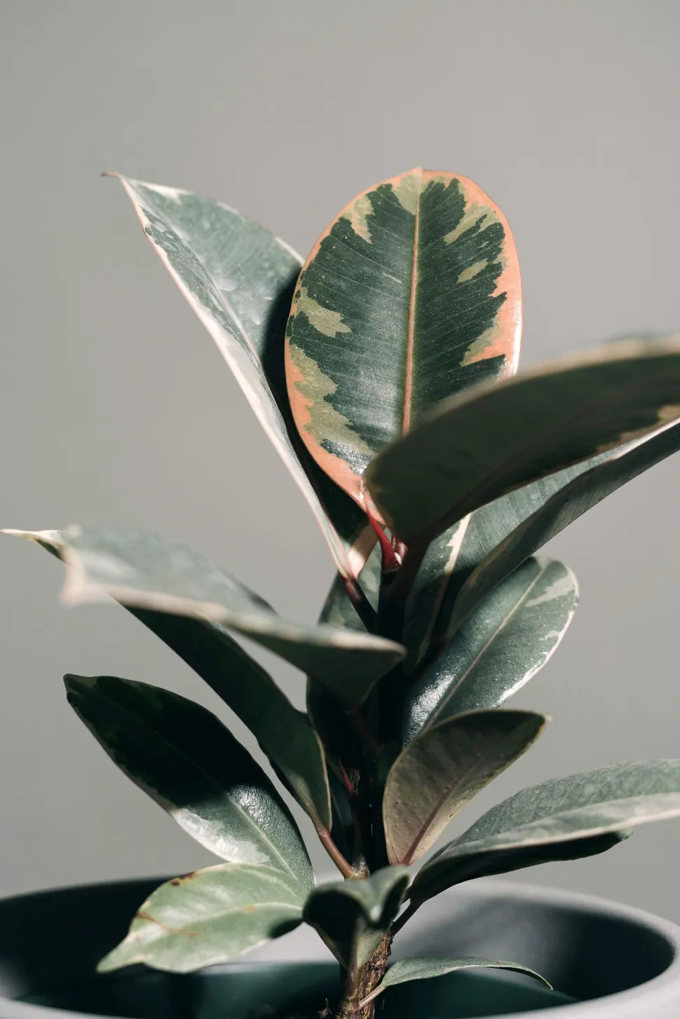 Jedes Blatt des Ficus elastica 'Tineke' hat ein einzigartiges Muster - Foto von Scott Webb / Pexels