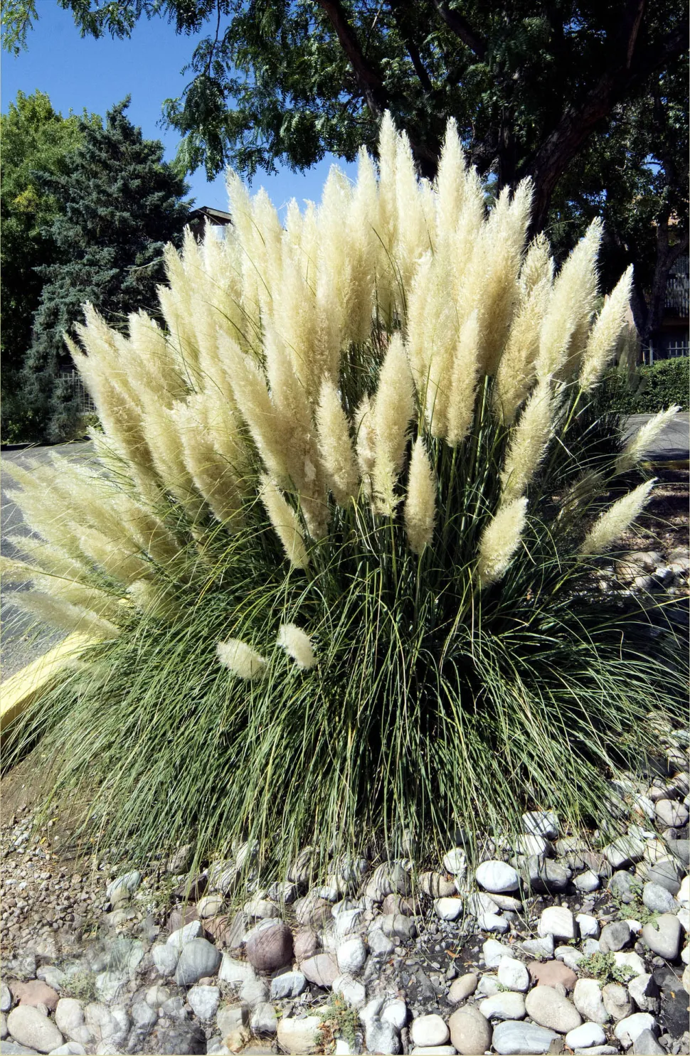 L'erba della pampa e le conifere, il duo vincente del design outdoor degli anni '80 - Foto di Dick Thompson - Flickr