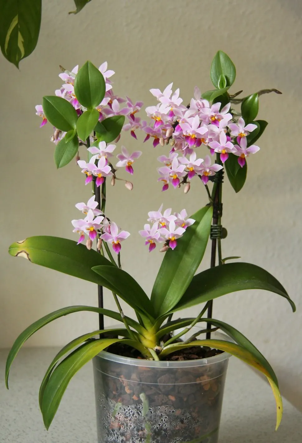 Recuerda cultivar tu orquídea mariposa en una maceta transparente para comprobar el estado de las raíces. Foto de Maja Dumat/ Flickr