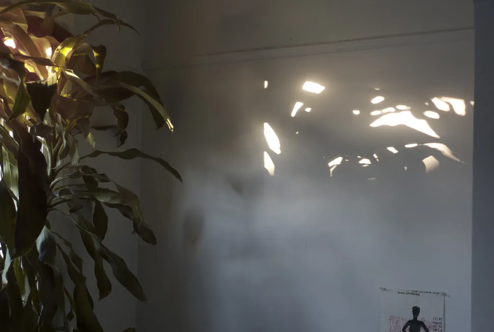 Mesmo com uma vaga de calor, as plantas precisam de sol - Foto de Michael Cory / Flickr