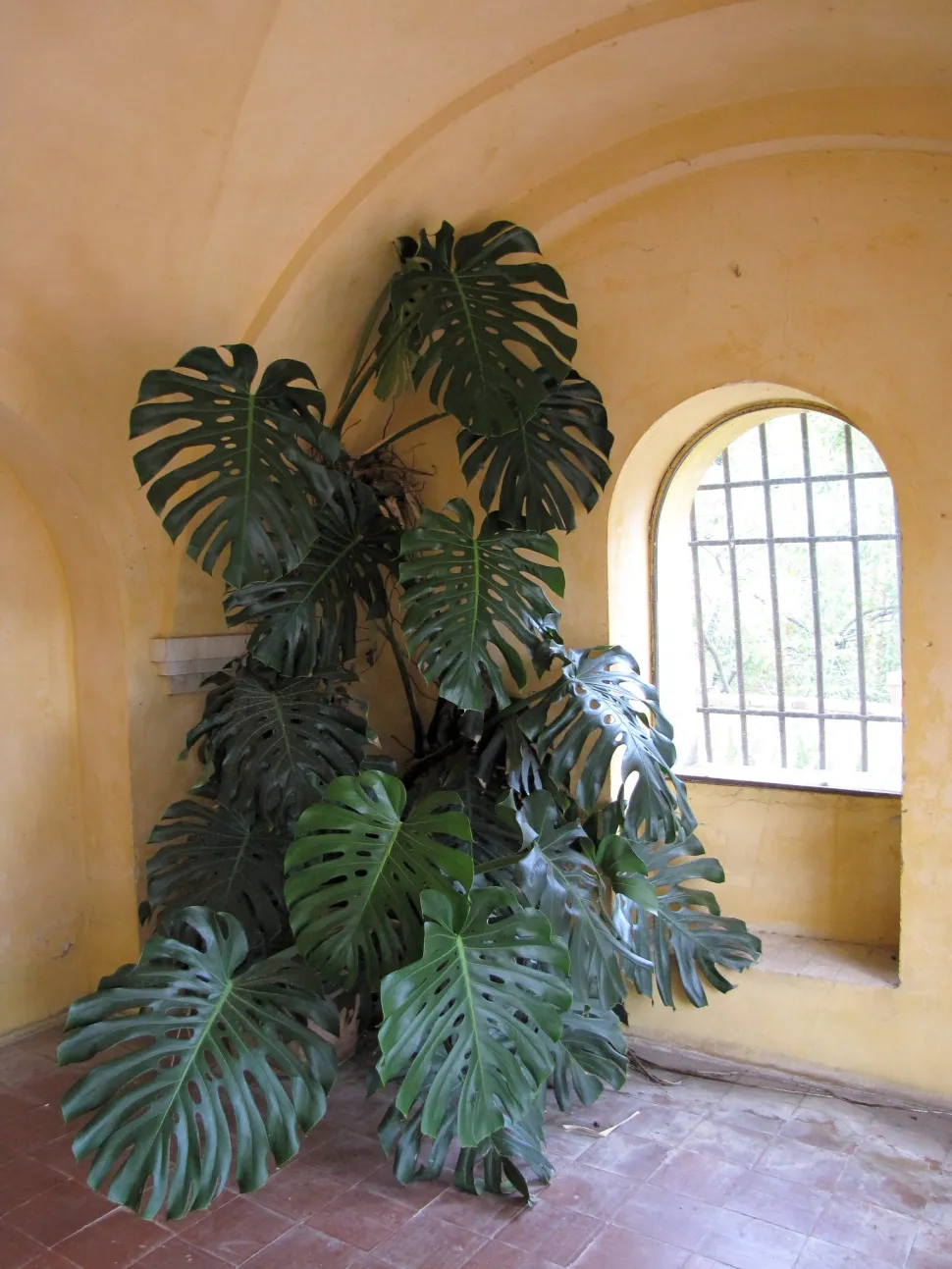 No necesitas muebles cuando tienes una Monstera de 3 metros de altura en tu salón - Foto de Gunera / Flickr