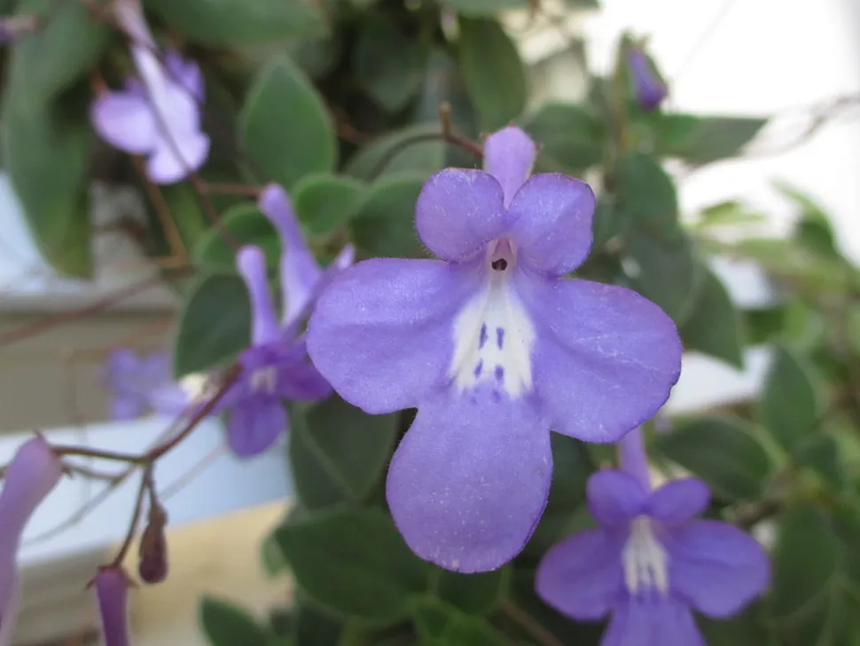 Weniger verbreitet als das Kap-Veilchen, ist der Streptocarpus ebenso einfach zu kultivieren. Foto von Avishai Teicher / Wikipedia