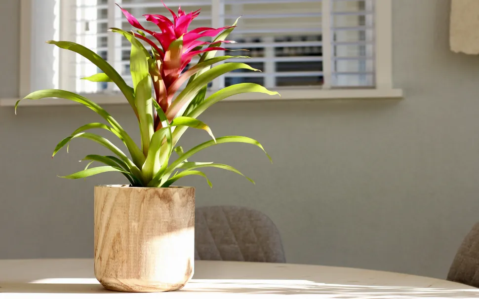 Die Guzmania ist schwer zu pflegen und kann Gartenanfängern das Leben schwer machen. Foto von Sven Brandsma / Unsplash