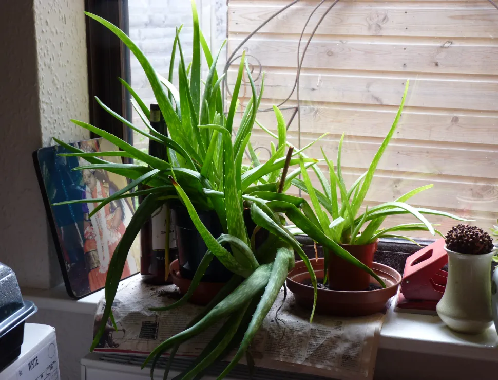 Aloe vera can not only beautify your skin, but also your home - Photo by Tony Hirtenstein /Flickr