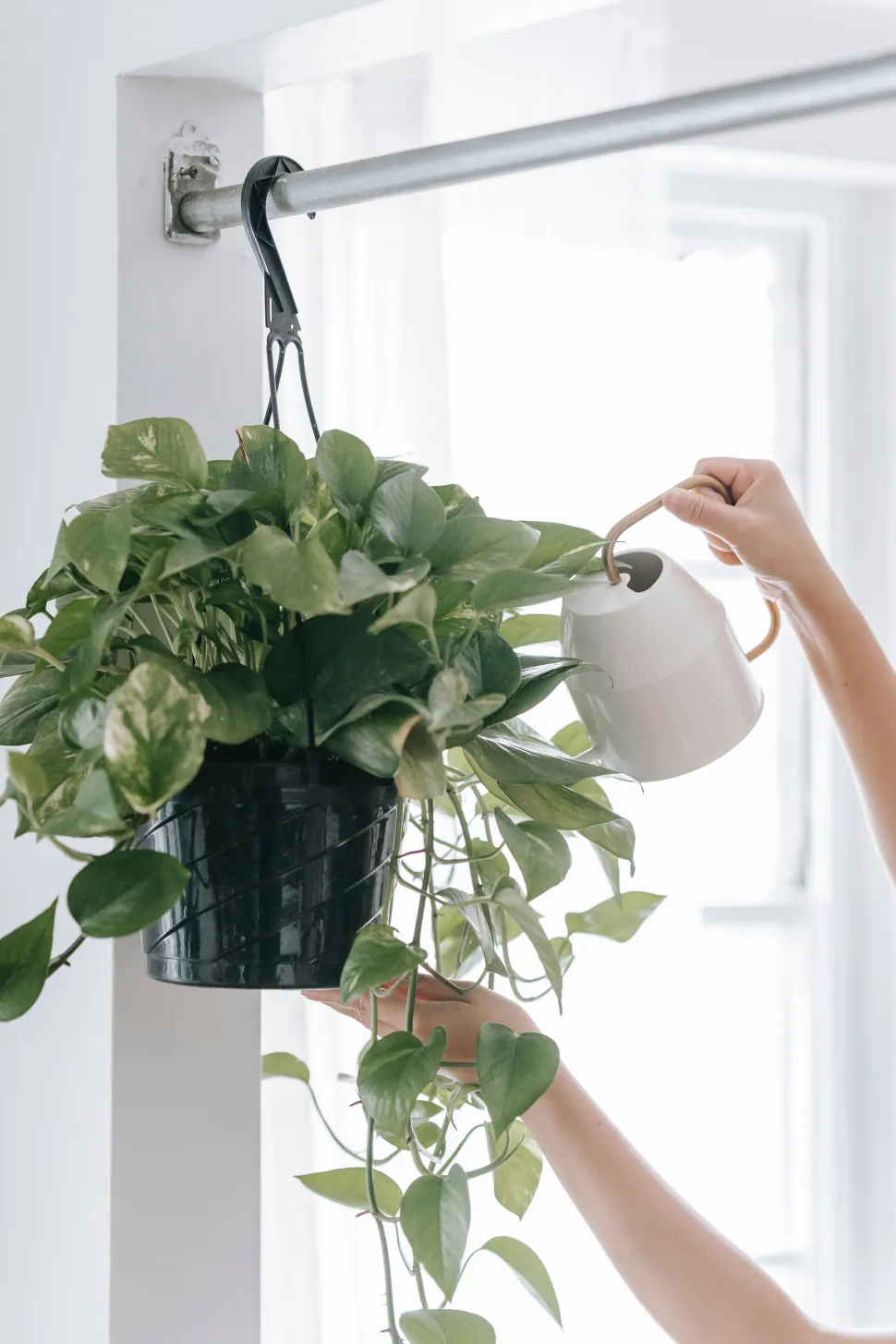 I varmt vejr skal planterne vandes oftere - Foto af Teona Swift / Pexels
