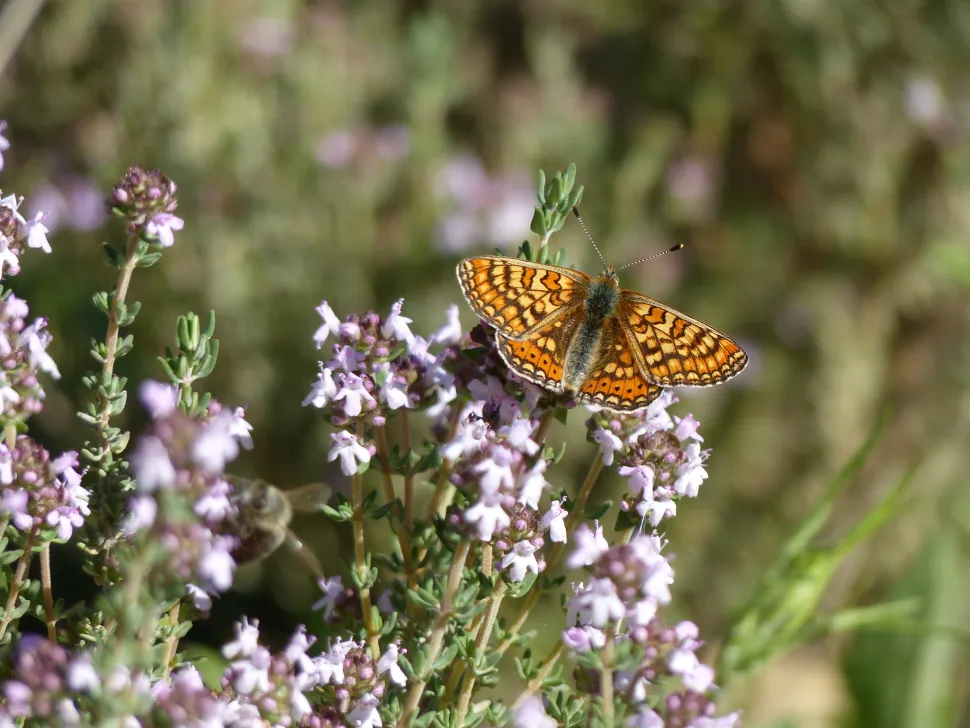 Some people think thyme flowers smell like roses. Ask this butterfly to confirm - Photo by Gilles Bassière /Flickr