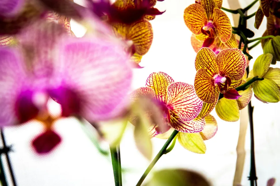 Todas las orquídeas que se encuentran en el mercado pueden volver a florecer – Foto de Magda Ehlers / Pexels