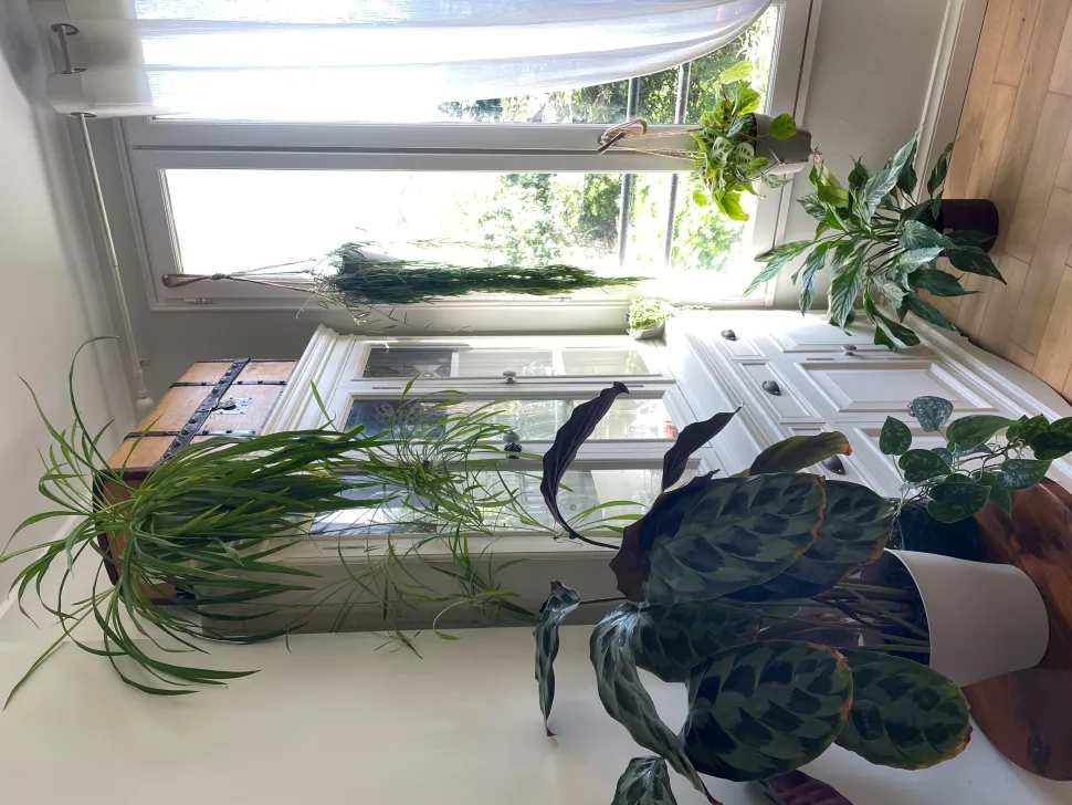 Ihre Pflanzen gedeihen immer besser hinter einem Fenster.