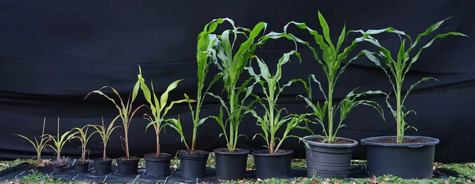 Kies uit de beschikbare potmaten de pot die het beste past bij de behoeften van je plant