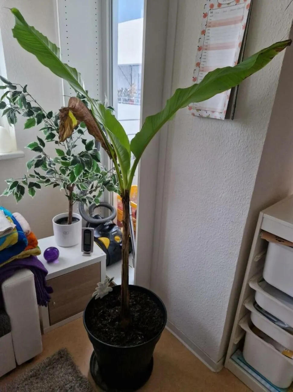Il banano giapponese è resistente. Si può coltivare anche all'aperto - Foto di Steve Jamm / Plantnet