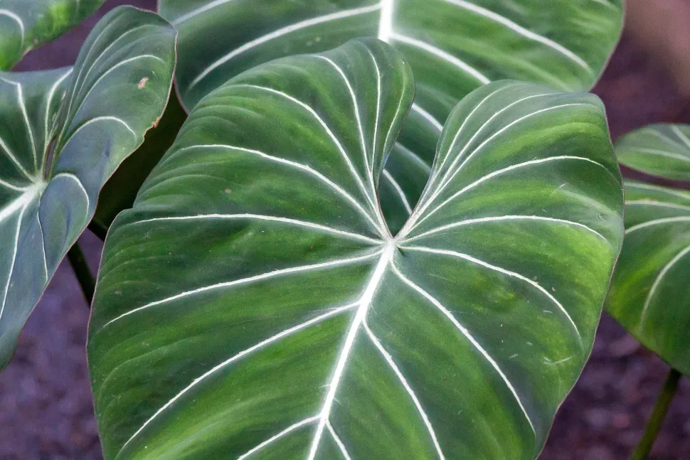 Ohne Panaschierungen kostet der Philodendron gloriosum zehnmal weniger - Foto von Stockvault / Pixabay
