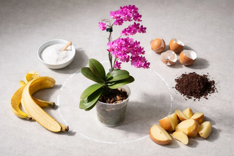 Orchideeën houden niet van bananen of koffie - Foto door Maja Dumat / Flickr