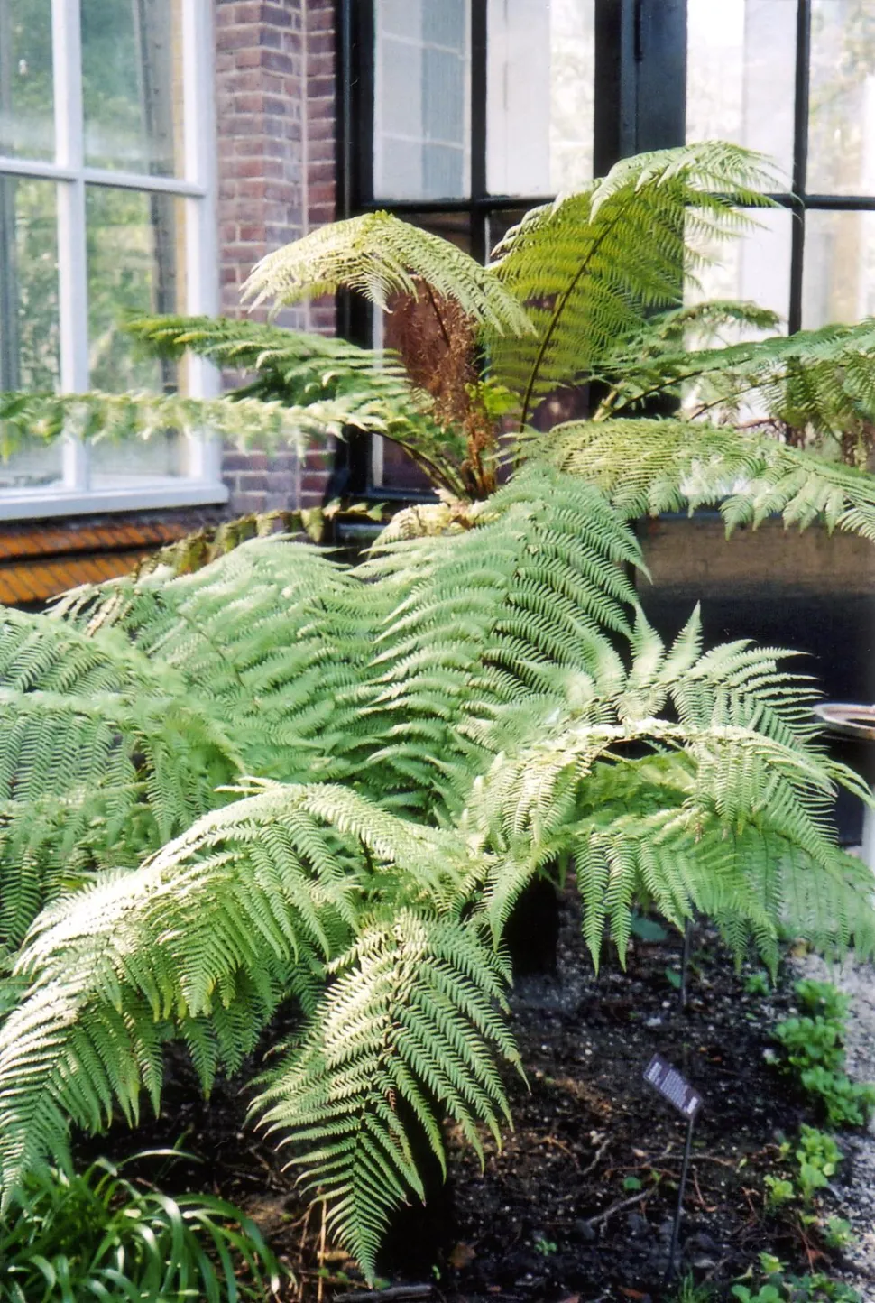 Dieser Farn sieht aus wie eine Palme - Foto von Alex Lomas / Flickr
