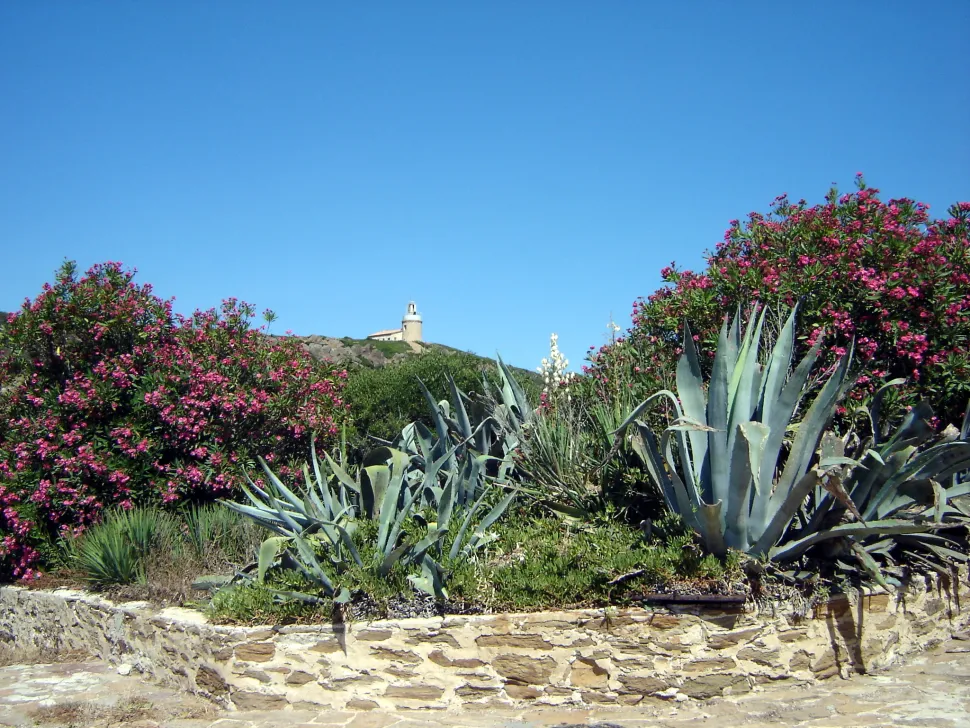 L'agave non è solo decorativa.