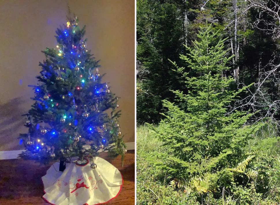 Too bad you can't smell the sweet scent of balsam fir in these photos - Photos by Paulo O and Famartin