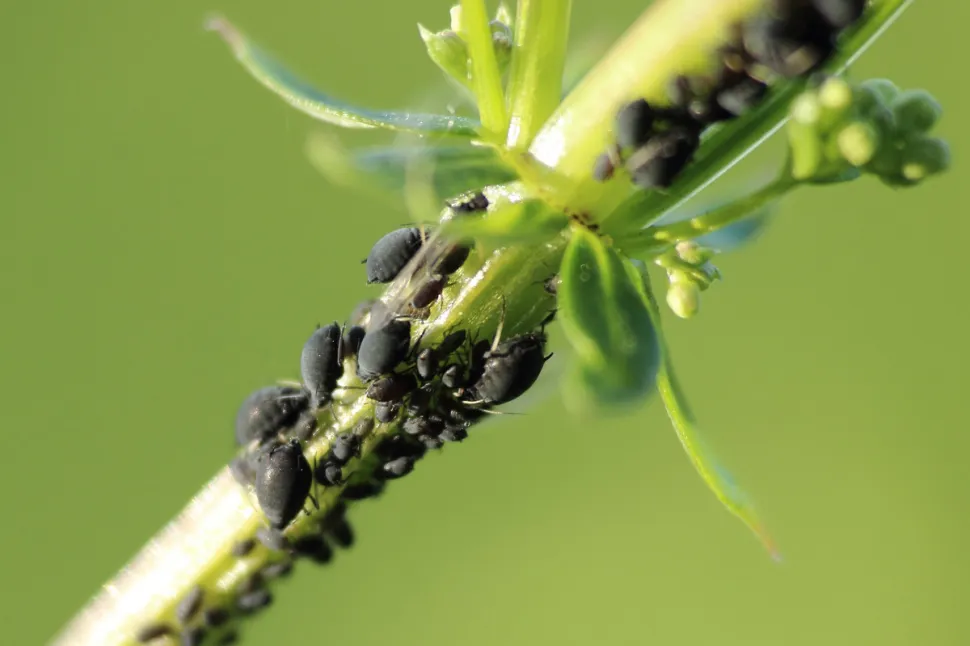 Gli afidi sono facili da identificare con il loro guscio nero, verde o giallo