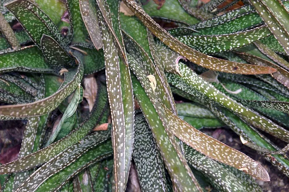 Bei der Gasteria acinifolia sind die Blätter mit weißen Punkten gesprenkelt - Foto von David J. Stang / Wikipedia