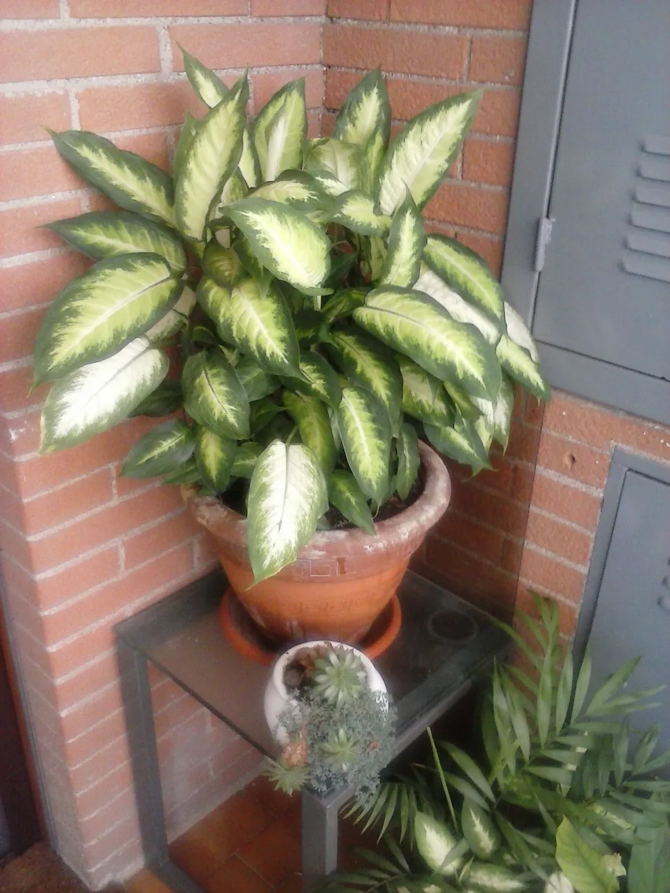 A Dieffenbachia gosta de um local luminoso, mas longe da luz solar direta - Foto de Kostandin Minga / Flickr
