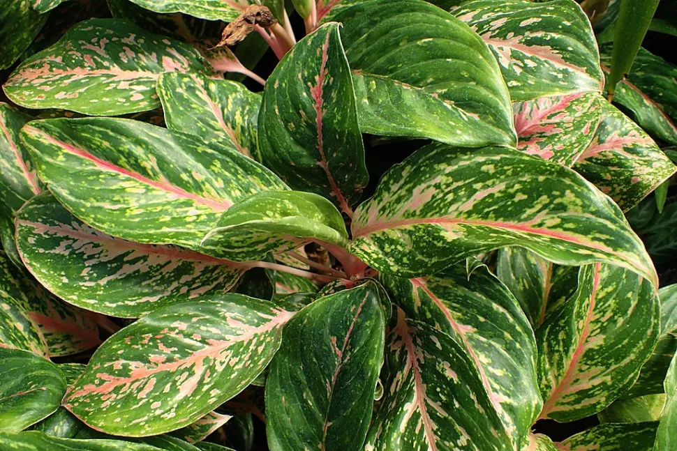 A Aglaonema dá-se melhor em sombra parcial - Foto de Krzysztof Ziarnek