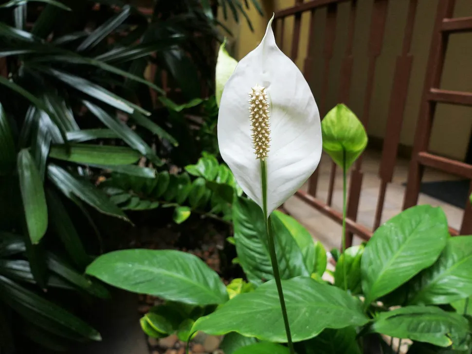The moonflower blooms come rain, snow or shine - Photo by Dinesh Valke / Wikipedia