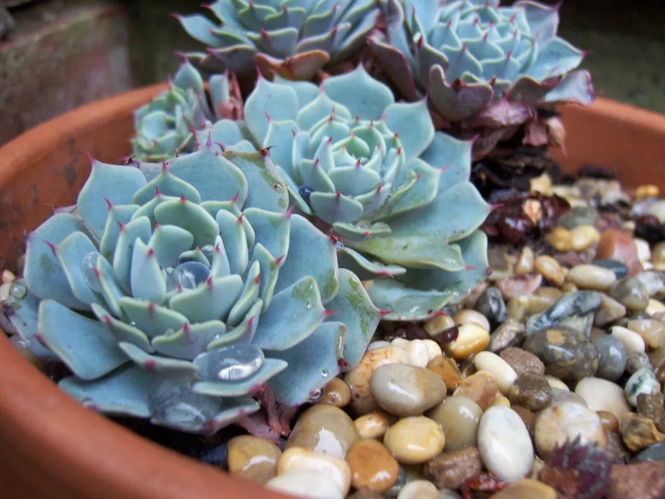 Kanterne på Echeveria elegans bliver røde, når den får meget lys - Foto: Stephen Boisvert / Flickr