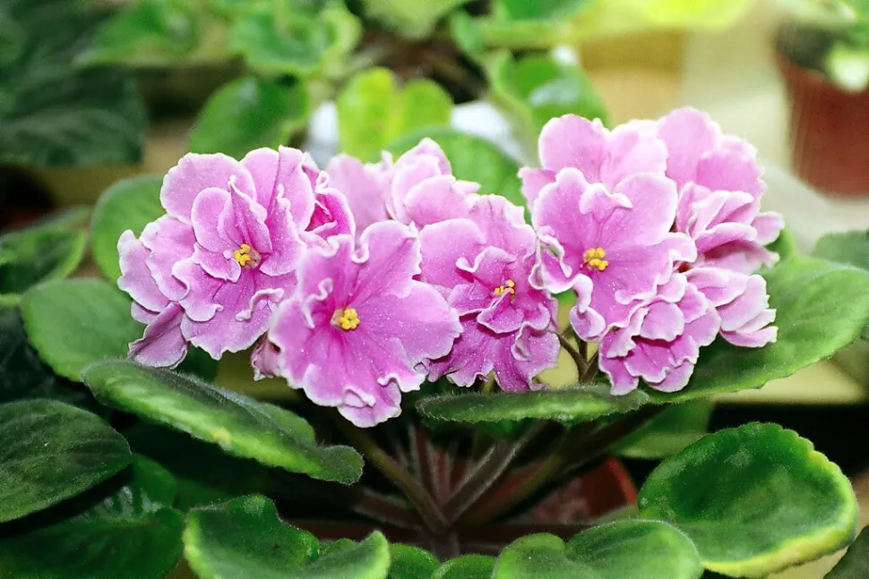 Saintpaulia, en klassiker til blomstrende interiører. Foto af Kor!An / Wkipedia