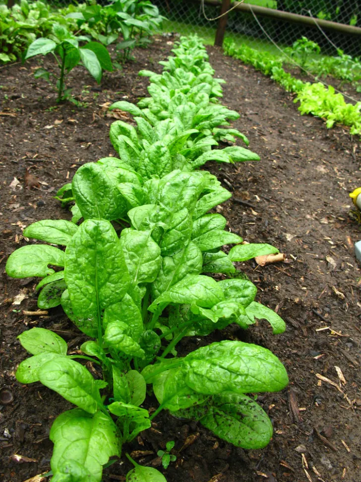 Popeye's vegetable garden - Photo by OakleyOriginals / Flickr