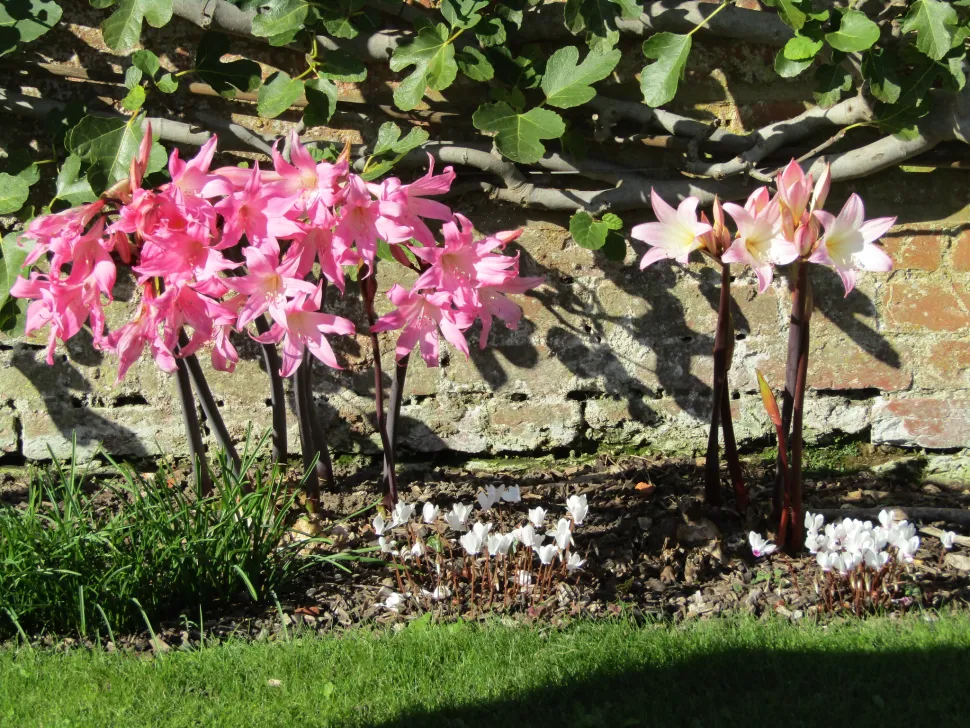 Amaryllis belladonna i jorden