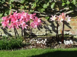 Amaryllis belladonna im Freiland