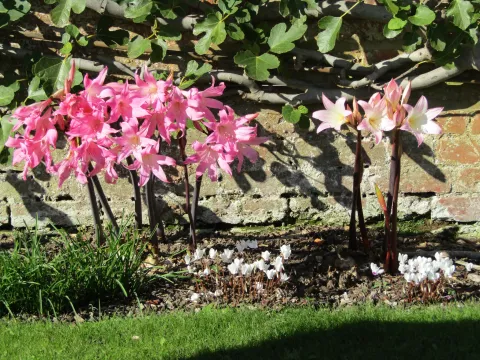 Amaryllis belladonna in the ground