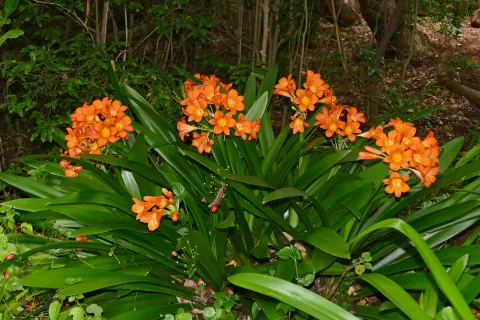 Clivia miniata fleurs orange