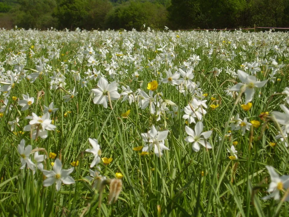 Champ de narcisses blancs narcisses des poètes en fleur