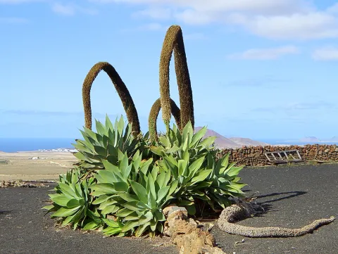 Agave attenuata in the ground