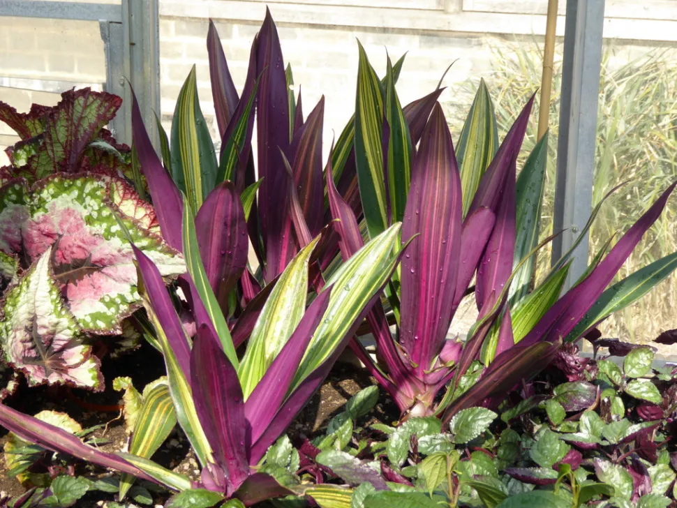 Rhoeo Tradescantié mit aufrechtem Wuchs