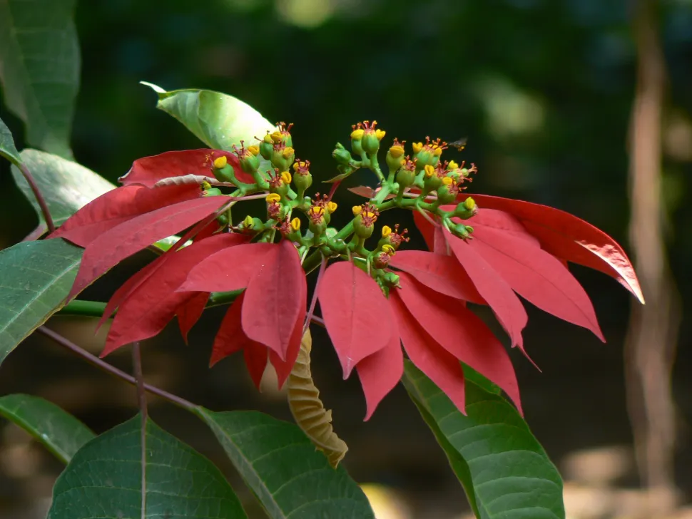 Brácteas rojas flores amarillas Euphorbia pulcherrima